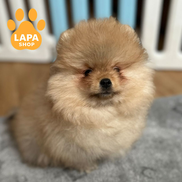 Pomeranian-Spitz-04
