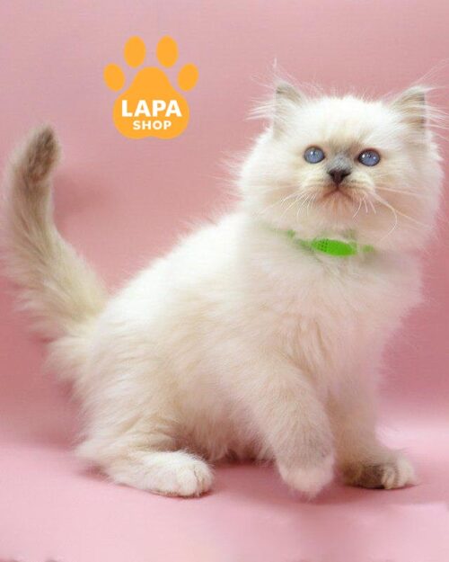 Ragdoll kitty