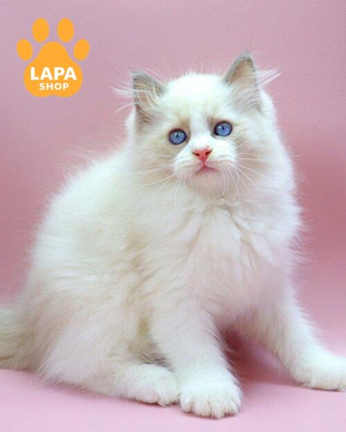 Ragdoll kitten