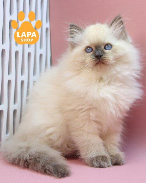 Ragdoll kitten