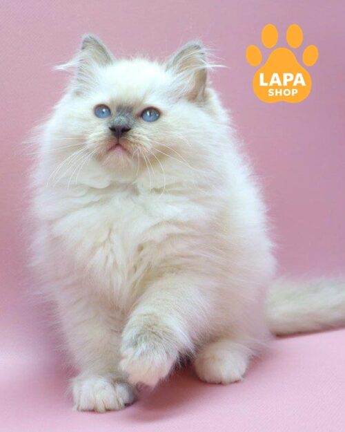 Ragdoll kitten