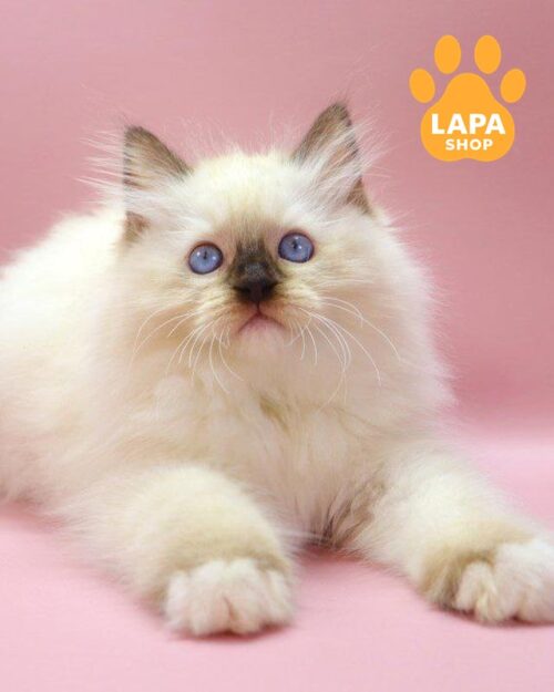 Ragdoll kitten