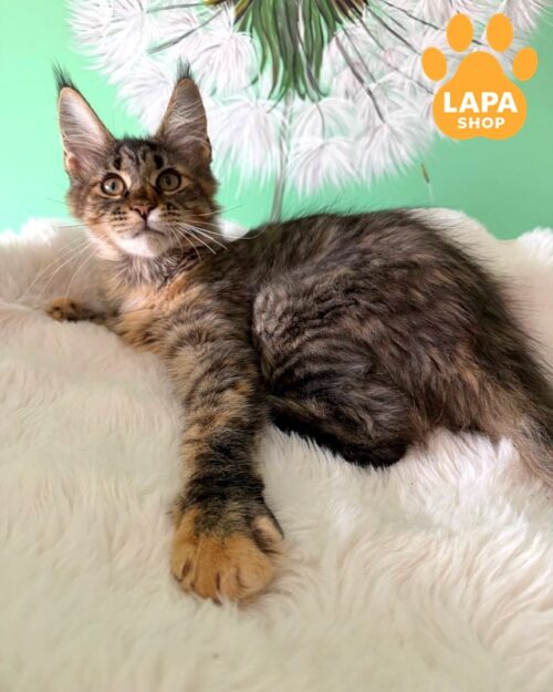 Charming Tortoiseshell Maine Coon Kitty Rita
