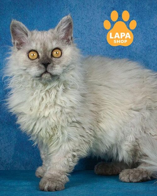 Selkirk Rex cat