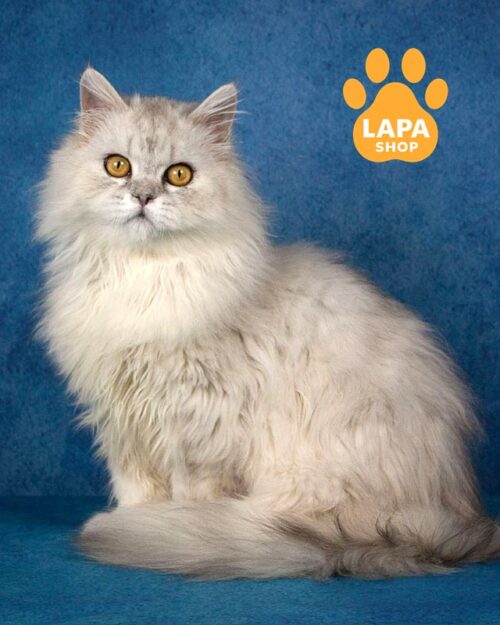 Selkirk Rex cat