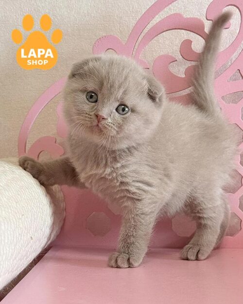 purple Scottish fold