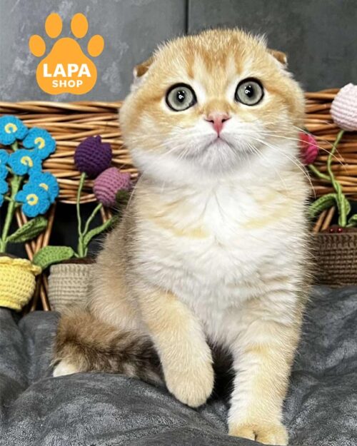 golden Scottish Fold