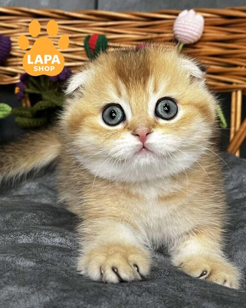 Icar is a Graceful Scottish Fold Handsome Kitten in a Golden Plush Fur Coat
