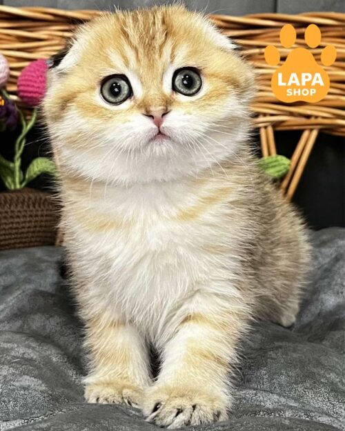 золотая кошка скоттиш-фолд