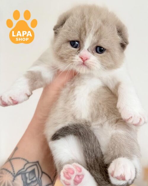 Scottish Fold