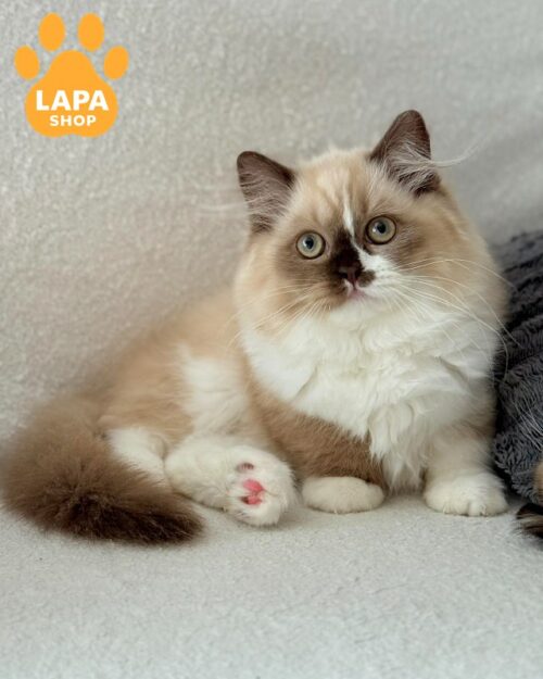 Exquisite Scottish Kitty in a Plush Fur Coat Lisa sfs71 lisa101