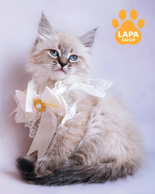 сибірське кошеня