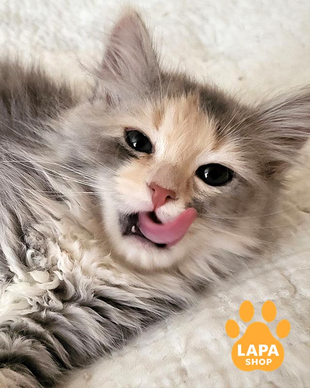 Siberian kitty