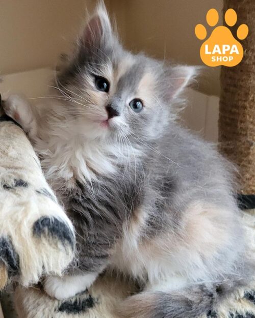 сибирская кошка