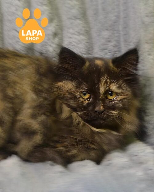 Siberian tortoiseshell kitty