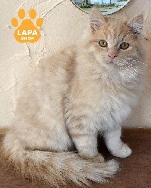 сибірське кошеня
