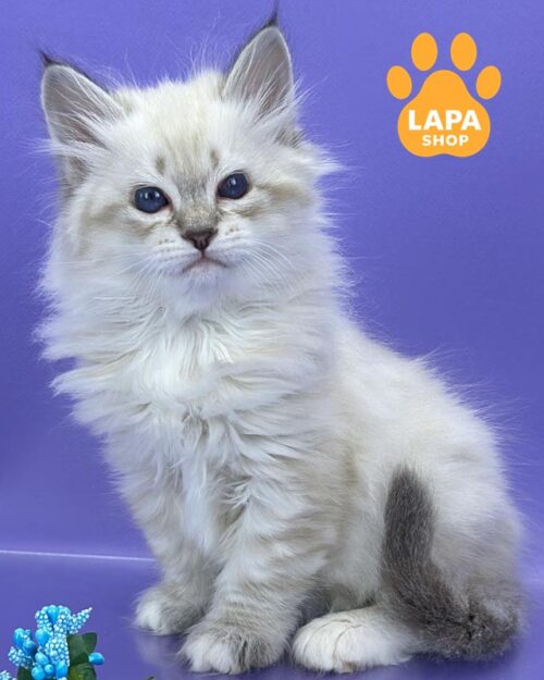 сибирский котенок