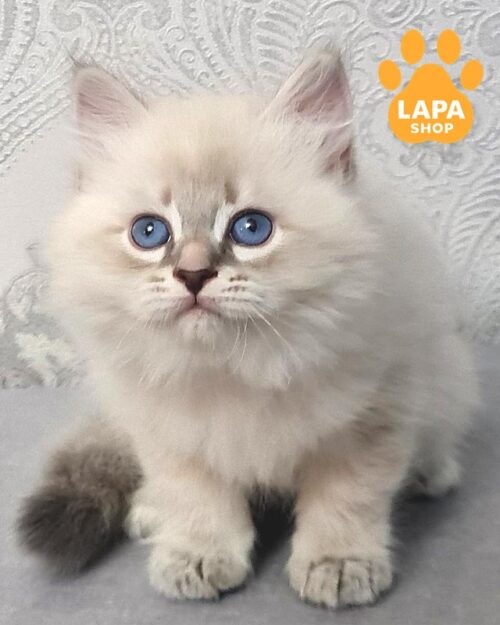 сибірське кошеня