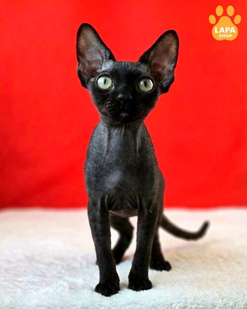 Mysterious Black Devon Rex Ziggy — a Little Wizard from Sumy test breed test 01 4