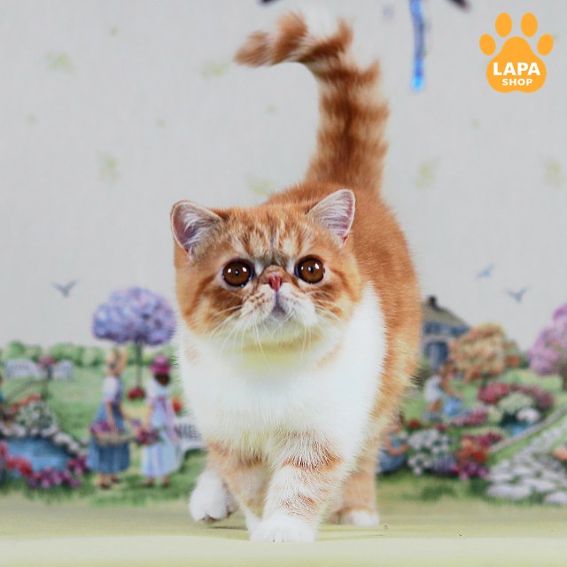 test-breed-test-02