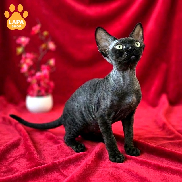 test-breed-test-02 (5)