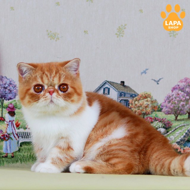 test-breed-test-03