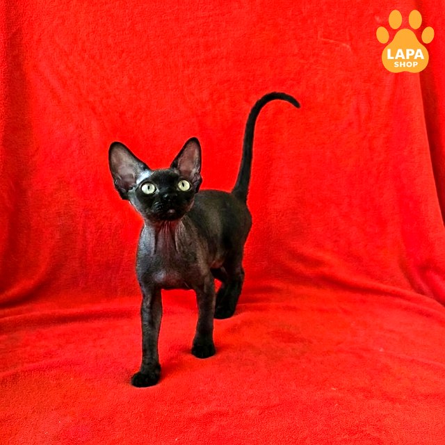 test-breed-test-03 (5)