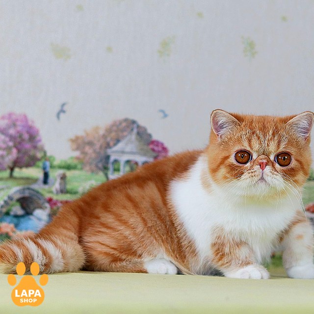 test-breed-test-04