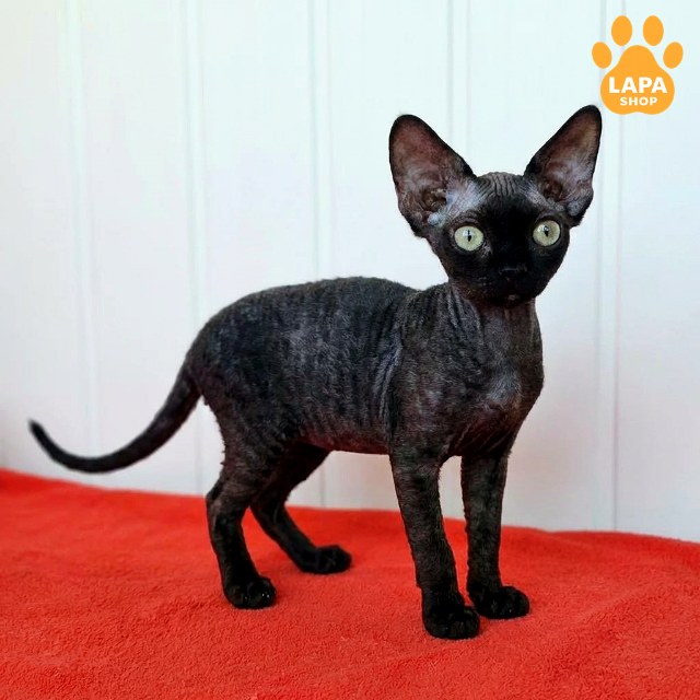 test-breed-test-04 (5)