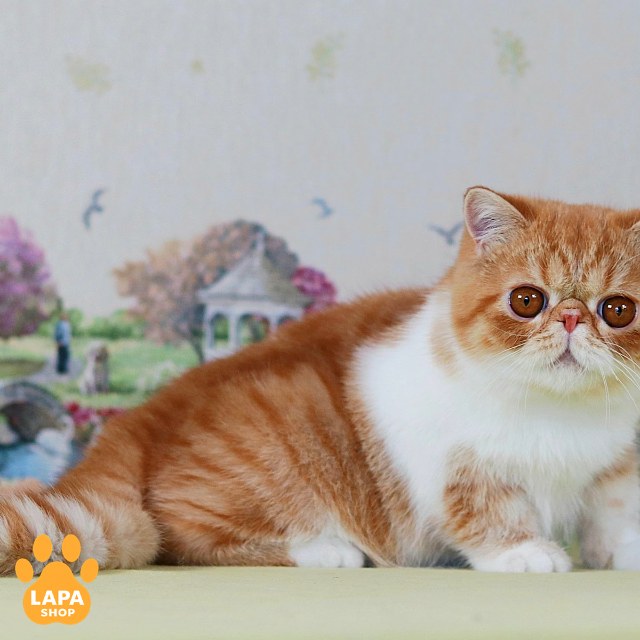 test-breed-test-05