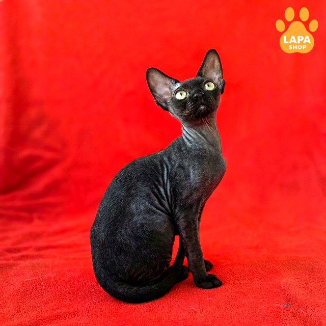 test-breed-test-05 (5)
