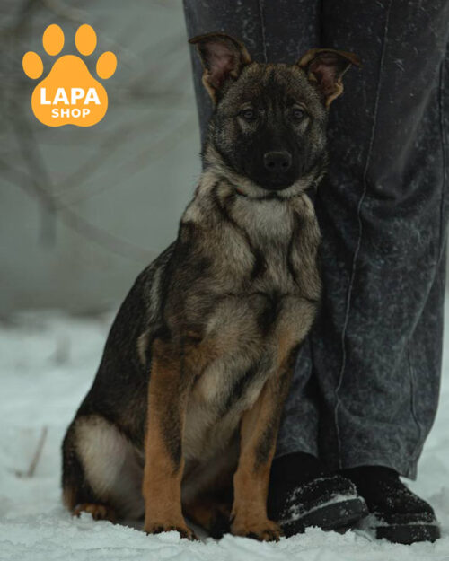 зонарна німецька вівчарка