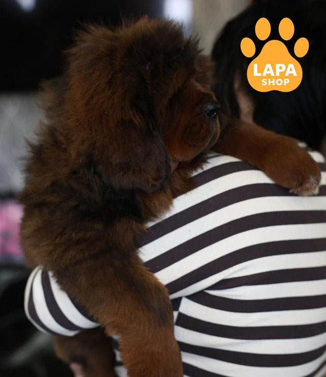 Tibetan-Mastiff-02