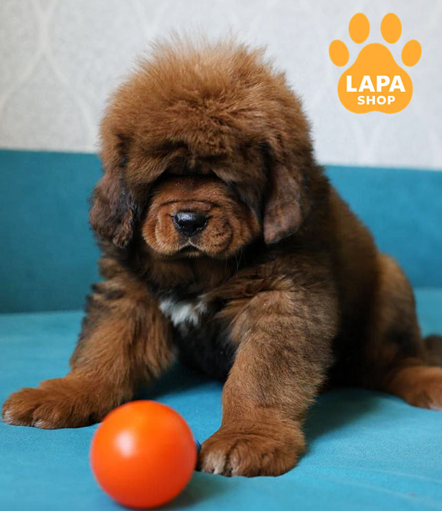 Tibetan-Mastiff-02