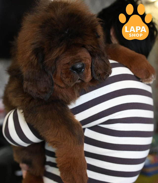 Tibetan-Mastiff-03