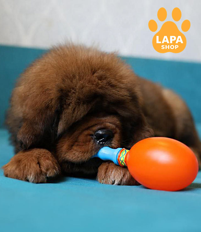 Tibetan-Mastiff-03