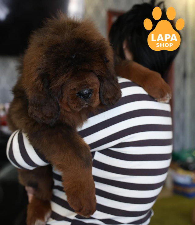 Tibetan-Mastiff-04