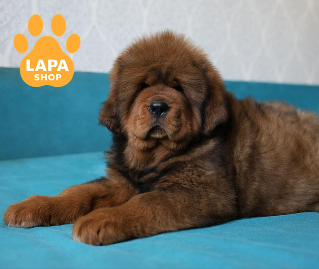 Tibetan-Mastiff-04