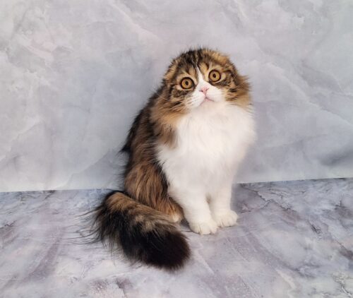 Xan is a Spectacular Scottish Longhaire Fold Gentleman in a Fluffy Fur Coat