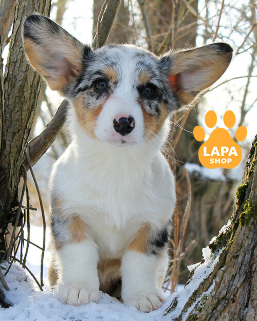 вельш коргі кардіган