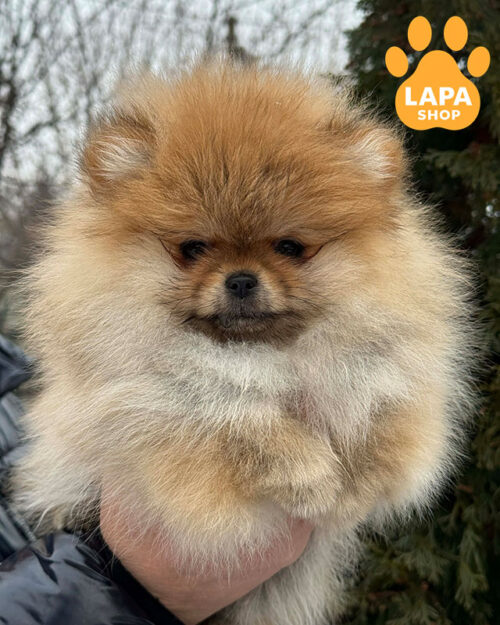 Pomeranian spitz orange color