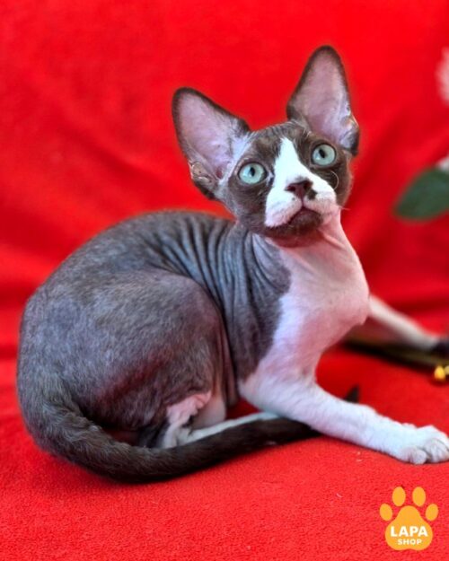 Шоколадный чудо-котик Зефир — нежный девон-рекс ждет тебя zefir1