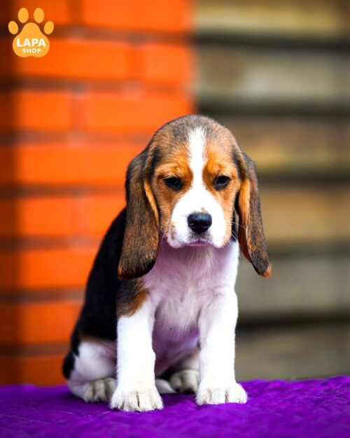 Beagle Puppies for Sale from Europe