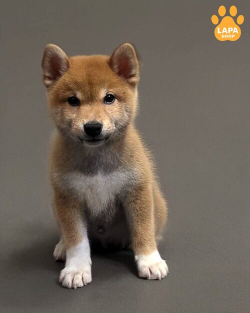 shyba-inu rudyy