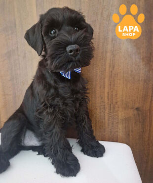 black miniature schnauzer