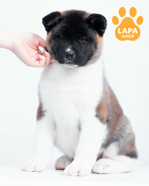 Red and white American Akita