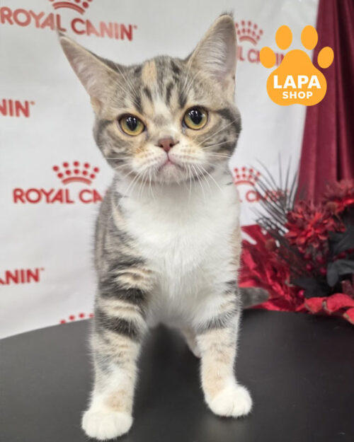 American Shorthair kitty