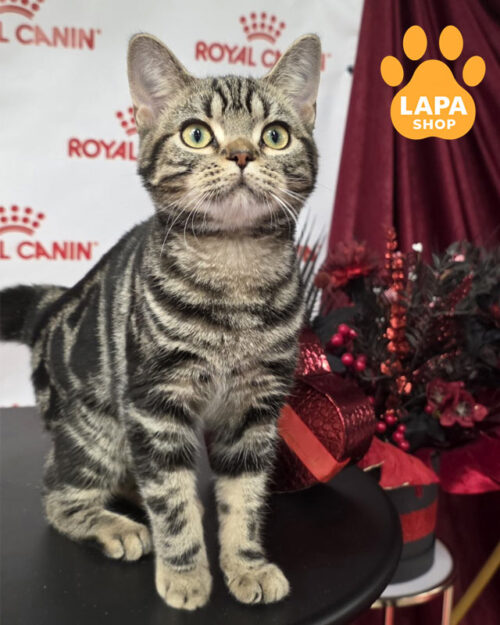 American Shorthair kitty