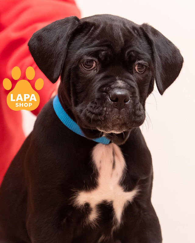 black Cane Corso