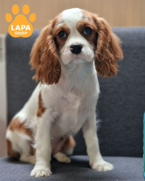 cavalier king charles spaniel blenheim color